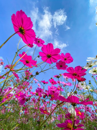 cosmos flowers in Shimabara Hibaruyama Hana Koen park