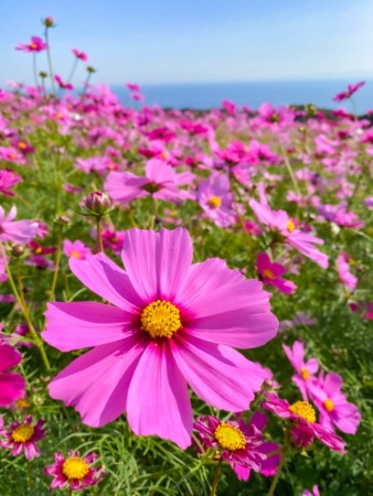 Cosmos flowers in Awaji Hana-sajiki park