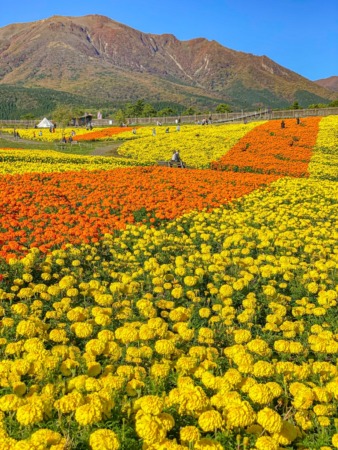 marigold field in Kuju Flower Park