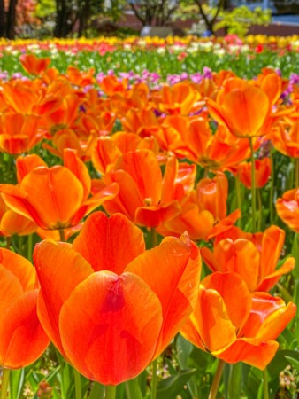 Tulip garden at Yokohama Park