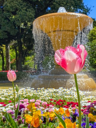 Tulip garden at Yokohama Park