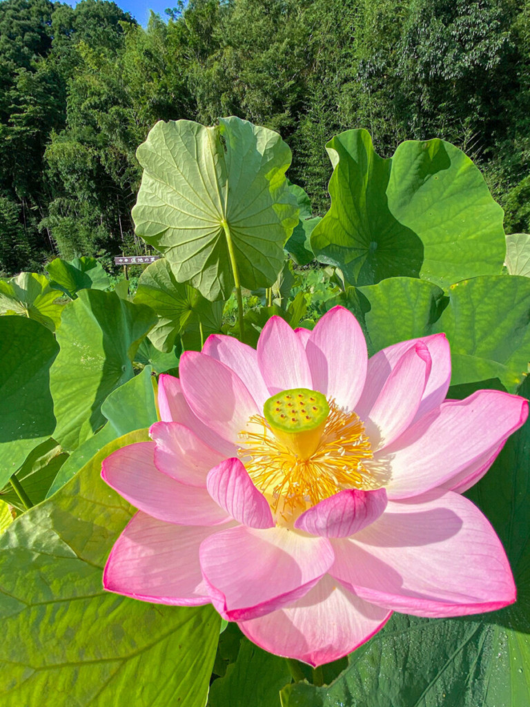 Lotus flowers at Nakai Hasuike no Sato