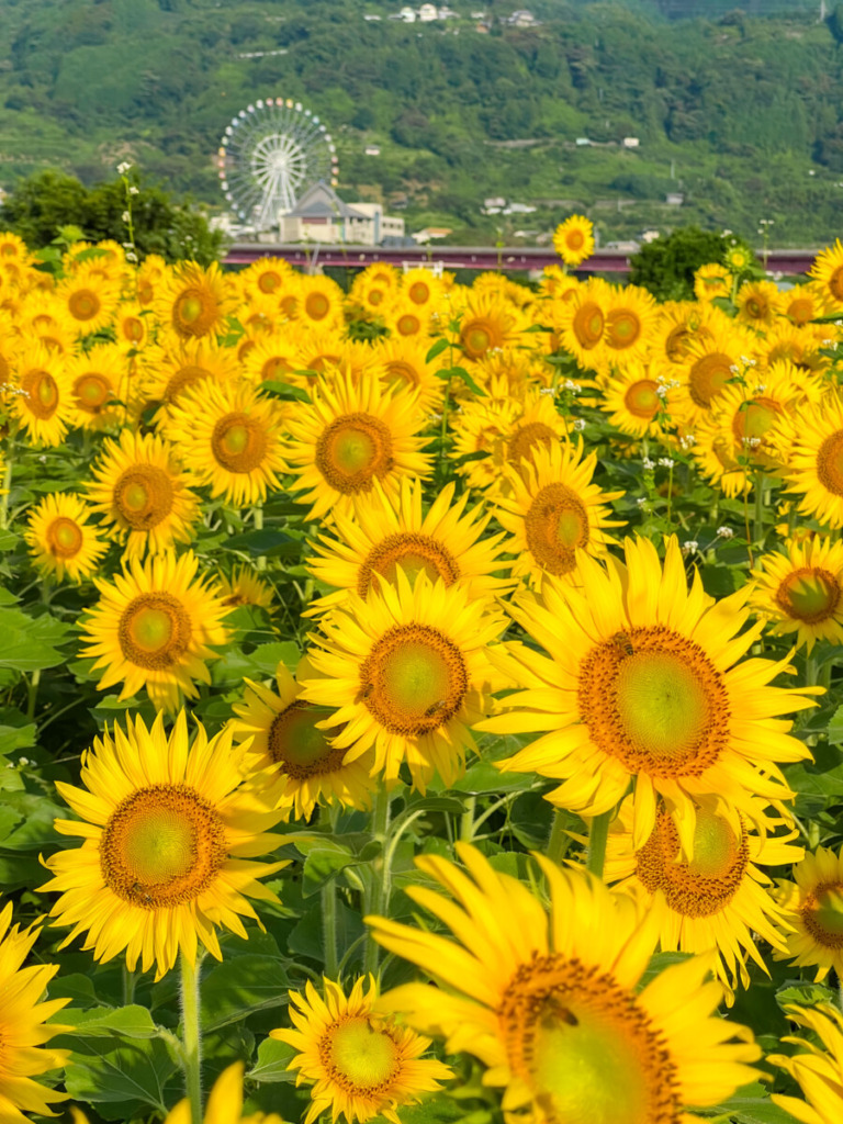 Sunflowers at Karigane-Tsutsumi