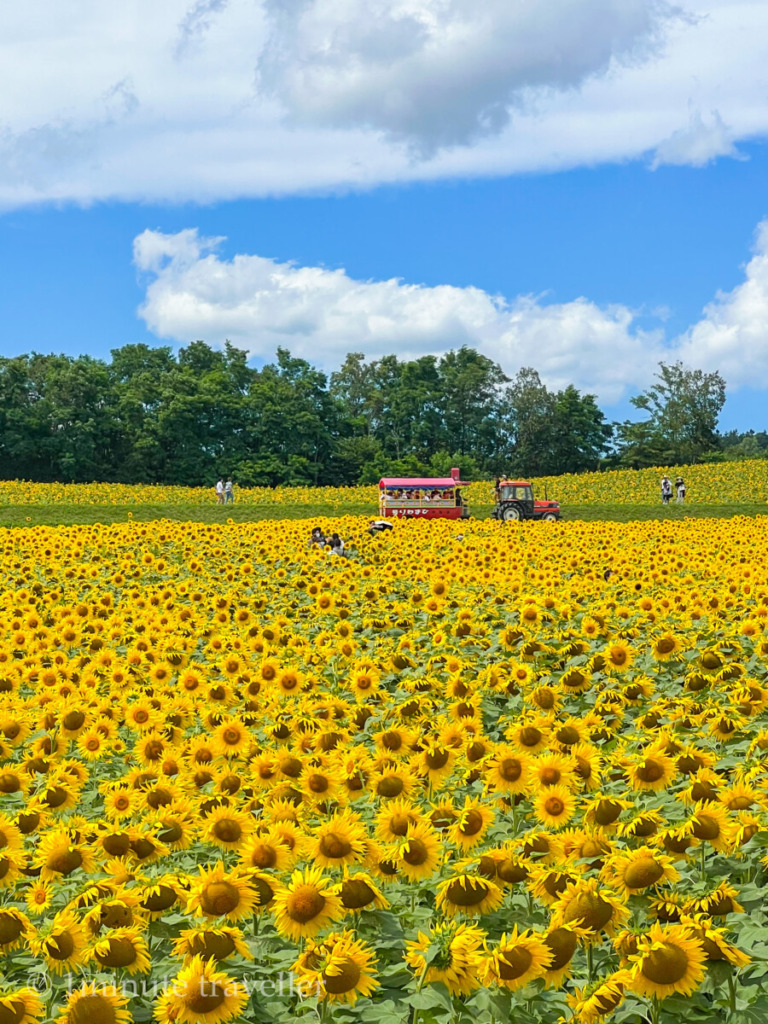 Sunflowers in Hokuryu-cho in Hokkaido