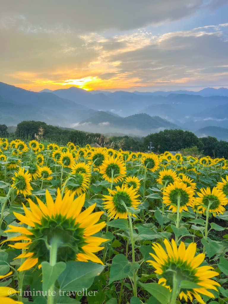 Sunflowers in Sannokura highland in Fukushima prefecture.