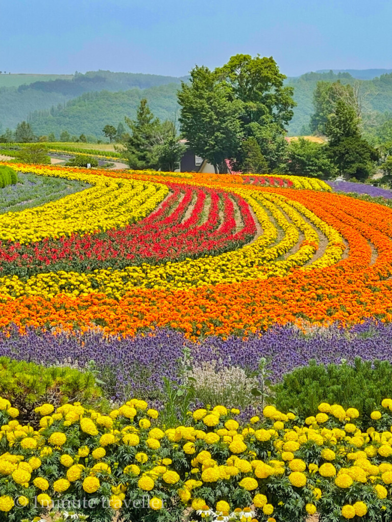 Rainbow colored flower field at Zerubu No Oka in Hokkaido.