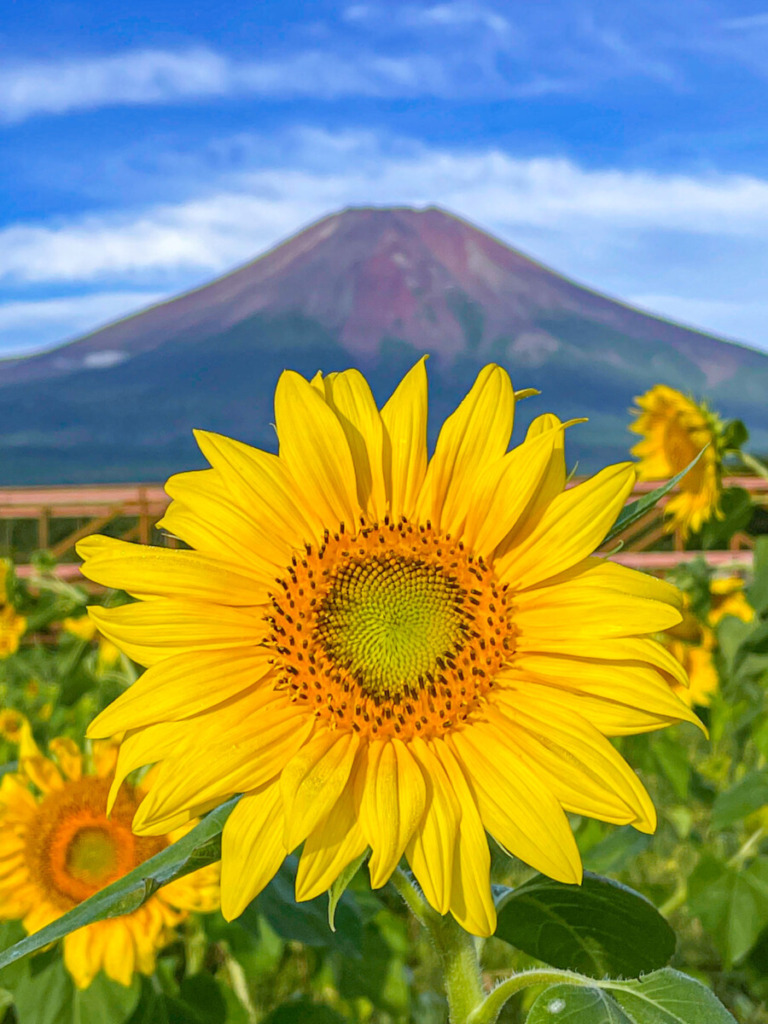 Mount Fuji and sunflowers in Hanano Miyako Koen Park