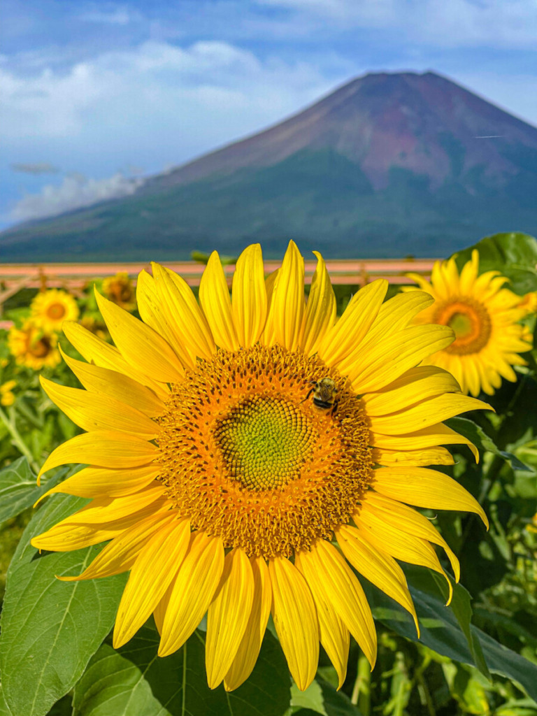 Mount Fuji and sunflowers in Hanano Miyako Koen Park