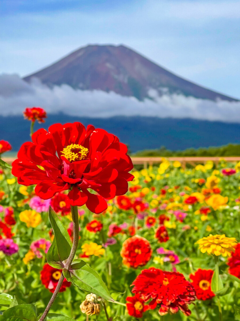 Mount Fuji and zinnia flowers in Hanano Miyako Koen Park