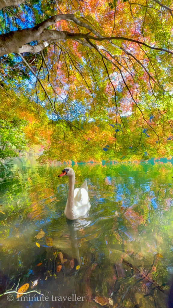 Autumn leaves and a swan in lake Minami Inagako