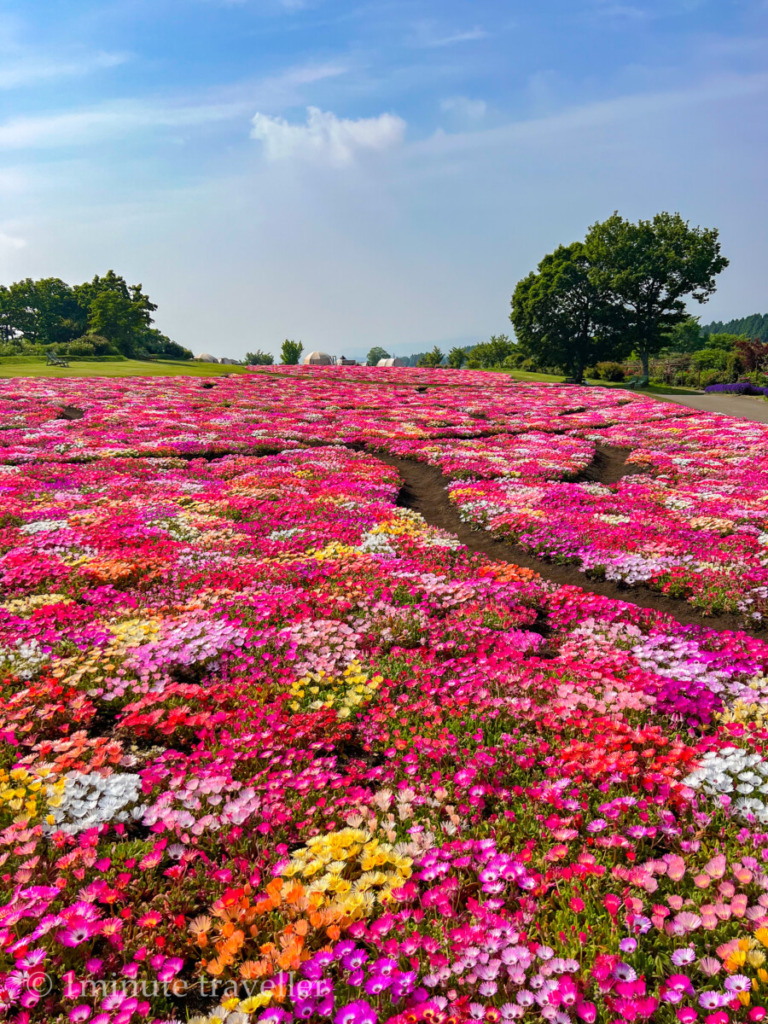 Livingstone daisy field in Kuju Flower Park