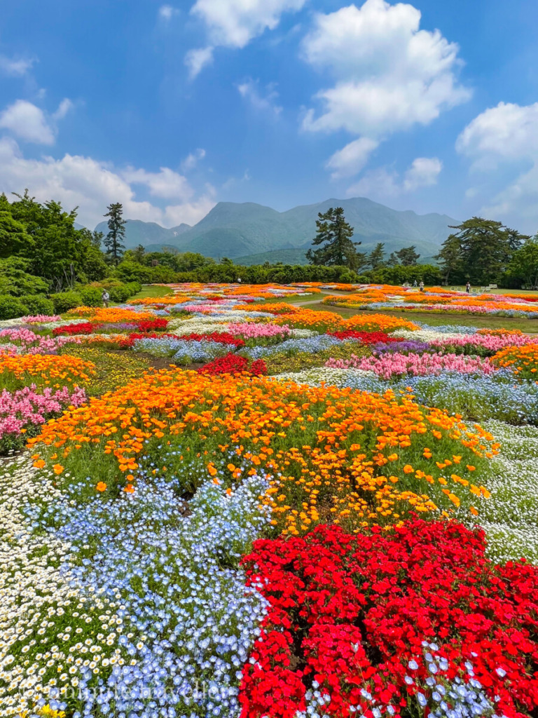 Miharashi-no-oka flower field in Kuju Flower Park