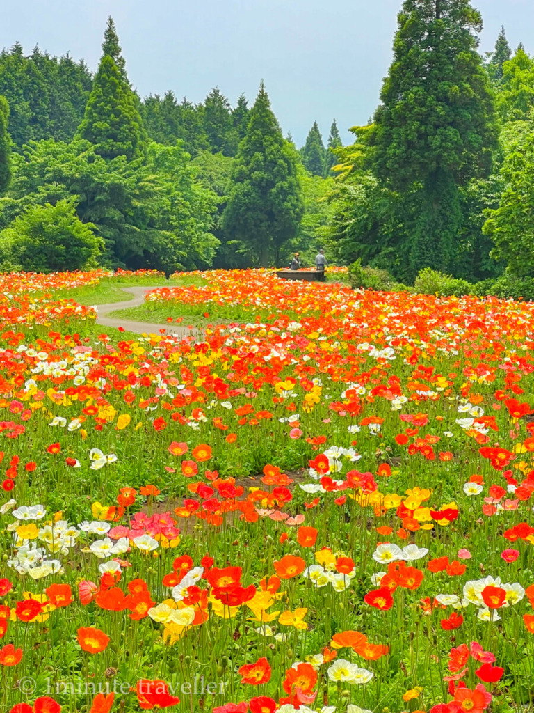 Poppy field in Kuju Flower Park